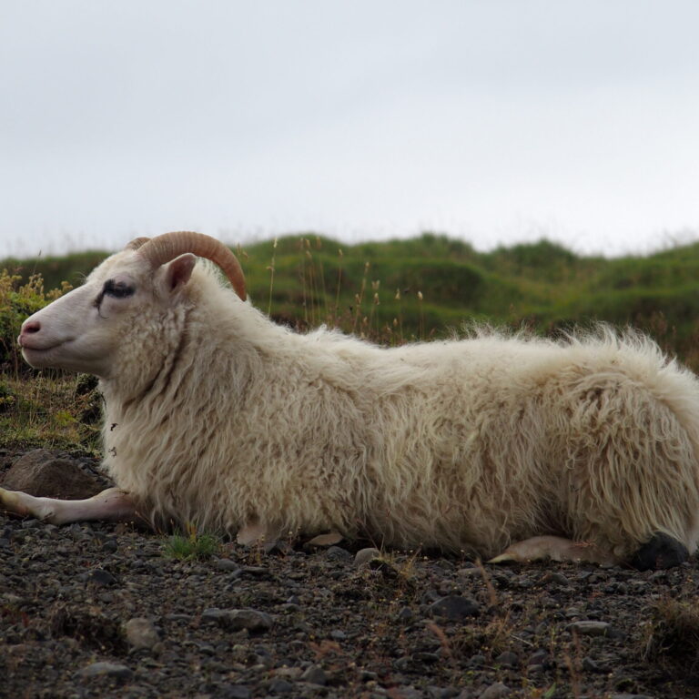 mouton de laine